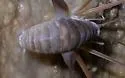 Barr's Cave Cricket - photo 2