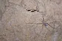 Barr's Cave Cricket - photo 3