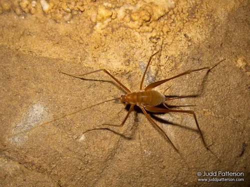 Common Cave Cricket