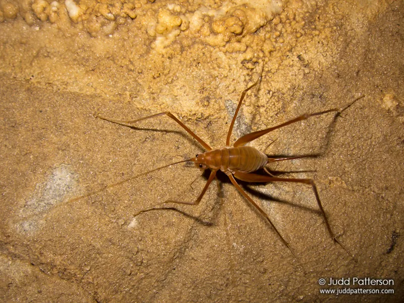 Common Cave Cricket - photo 3