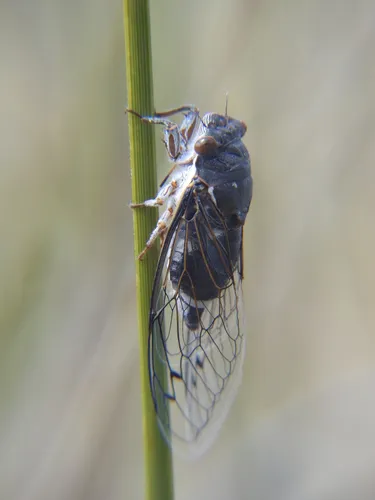 Hadoa chiricahua