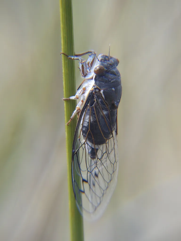 Hadoa chiricahua - photo 2