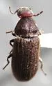 Hadrobregmus alternatus