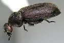 Hadrobregmus alternatus - photo 2