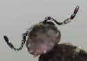 Hadrobregmus alternatus - photo 3