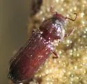 Hadrobregmus alternatus - photo 4