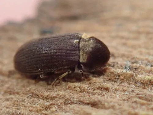 Hadrobregmus denticollis