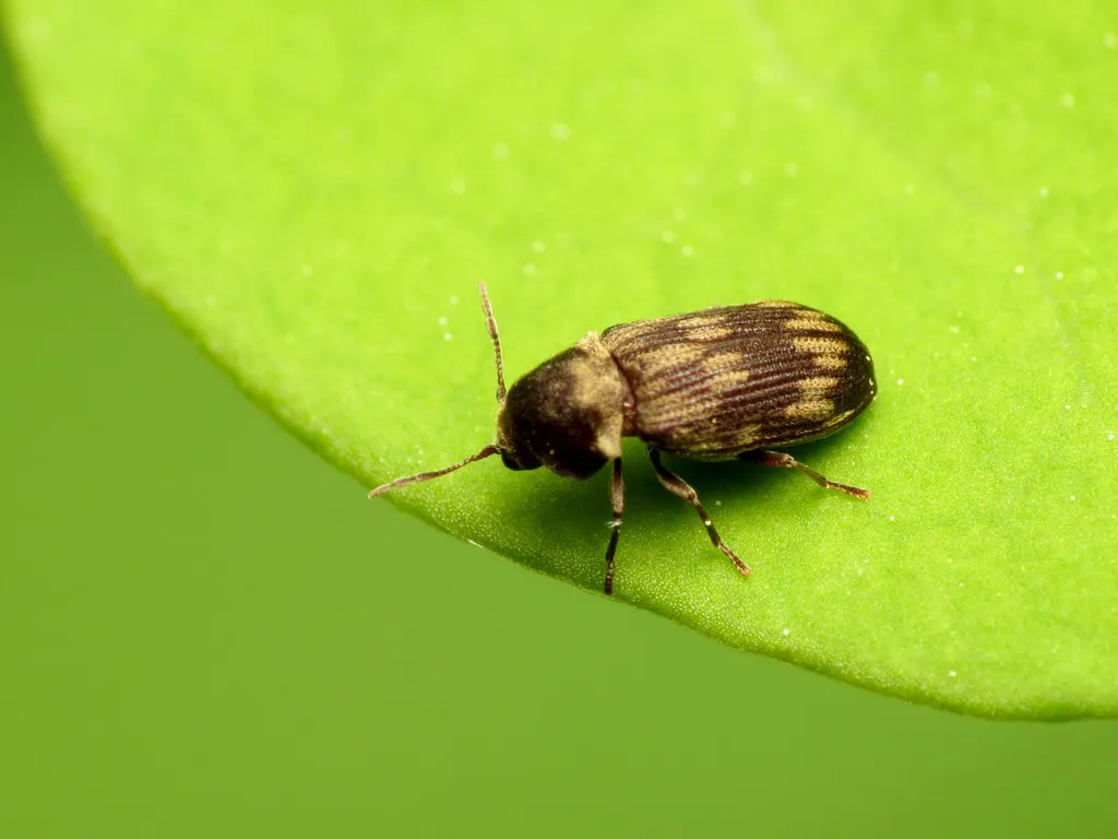 Hadrobregmus notatus