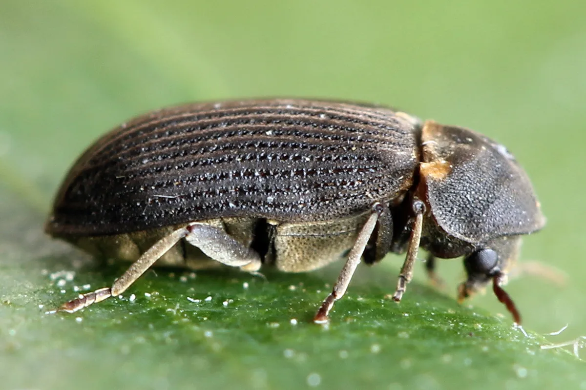 Hadrobregmus pertinax - photo 3