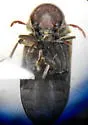 Hadrobregmus quadrulus - Hadrobregmus quadrulus