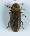 Hadrobregmus quadrulus - photo 2