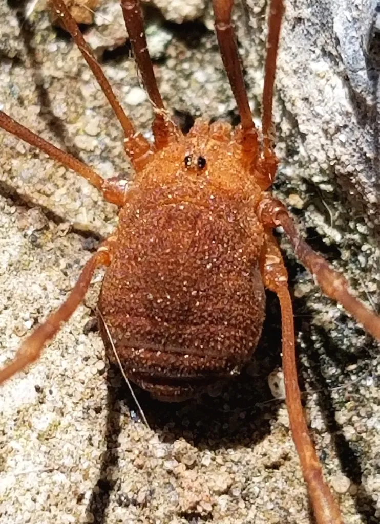 Hadrobunus grandis - photo 2