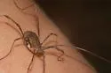 Hadrobunus maculosus - photo 2