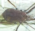 Hadrobunus maculosus - photo 3