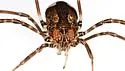 Hadrobunus maculosus - photo 4