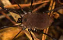 Hadrobunus maculosus - photo 5