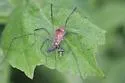 Hadrobunus undescribed - photo 3