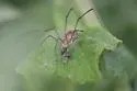 Hadrobunus undescribed - photo 4