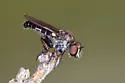 Red-legged Twigsitter - photo 4