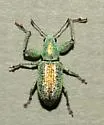 Hadromeropsis opalina