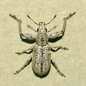 Hadromeropsis opalina - photo 2
