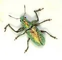 Hadromeropsis opalina - photo 3