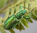 Hadromeropsis opalina - photo 4