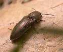 Hadromorphus inflatus