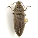 Hadromorphus inflatus - photo 2
