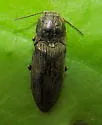 Hadromorphus inflatus - photo 4