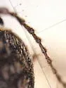 Hadromorphus inutilis - photo 2