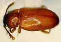 Hadromychus chandleri