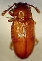 Hadromychus chandleri - photo 2