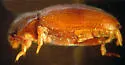 Hadromychus chandleri - photo 3