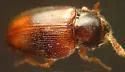 Hadromychus chandleri - photo 4