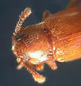 Hadromychus chandleri - photo 5