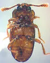 Hadromychus unnamed-western - photo 2