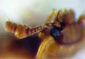 Hadromychus unnamed-western - photo 3