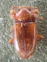 Hadromychus unnamed-western - photo 5