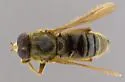 Hadromyia aepalius