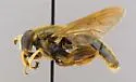 Hadromyia aepalius - photo 2