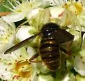 Hadromyia aldrichi