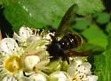Hadromyia aldrichi - photo 2