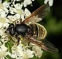 Hadromyia aldrichi - photo 4