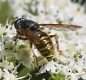 Hadromyia aldrichi - photo 5