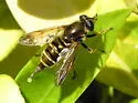 Hadromyia crawfordi