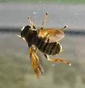 Hadromyia crawfordi - photo 2