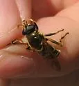 Hadromyia crawfordi - photo 3