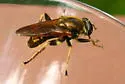 Hadromyia crawfordi - photo 4