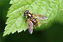 Hadromyia crawfordi - photo 5